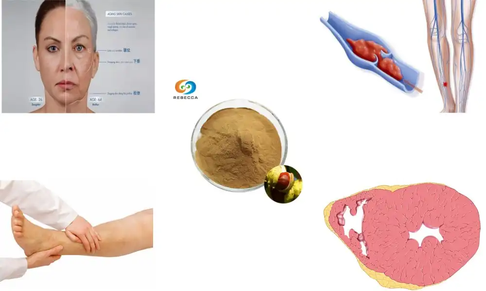 How to Use Horse Chestnut Powder for Improved Blood Circulation?